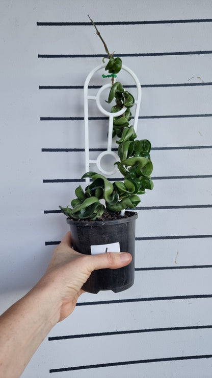 Hoya carnosa 'compacta' - Rope Hoya 
