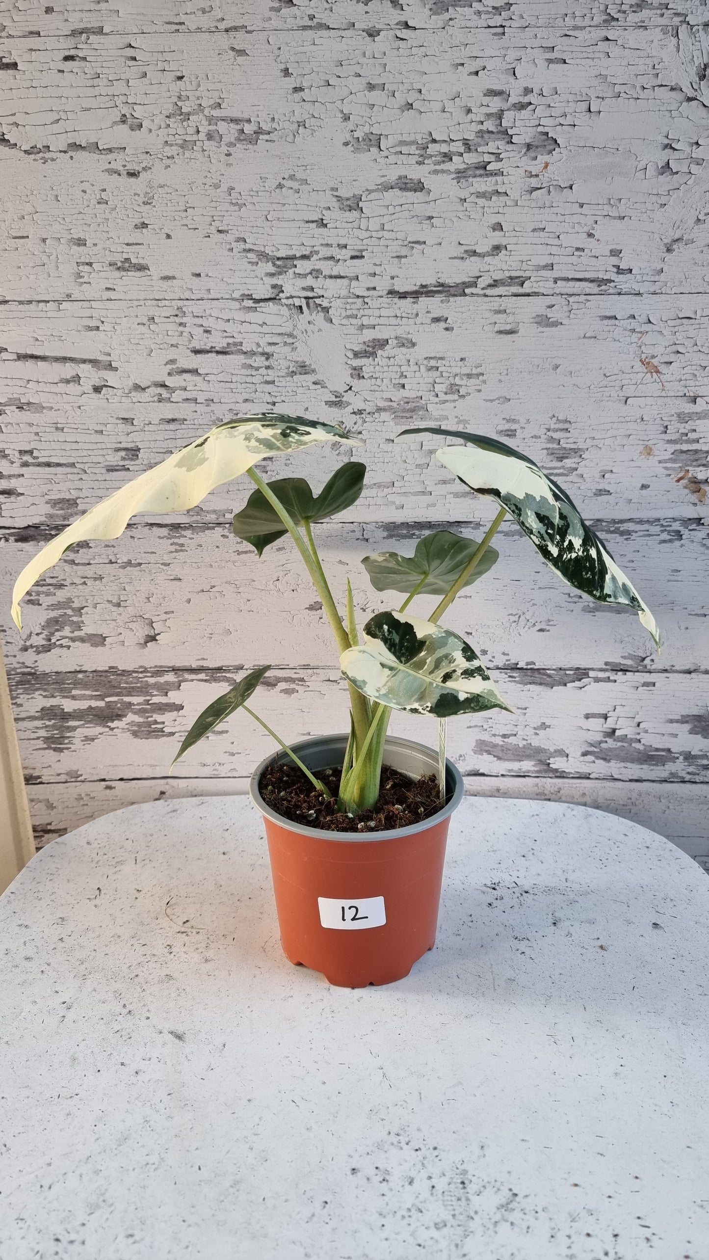 Alocasia micholitziana 'Frydek' - 雜色綠天鵝絨