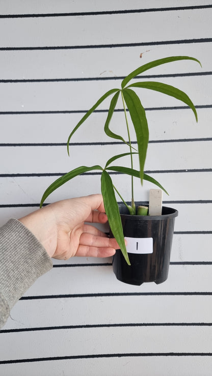 Anthurium polydactylum - Tropical Aroid