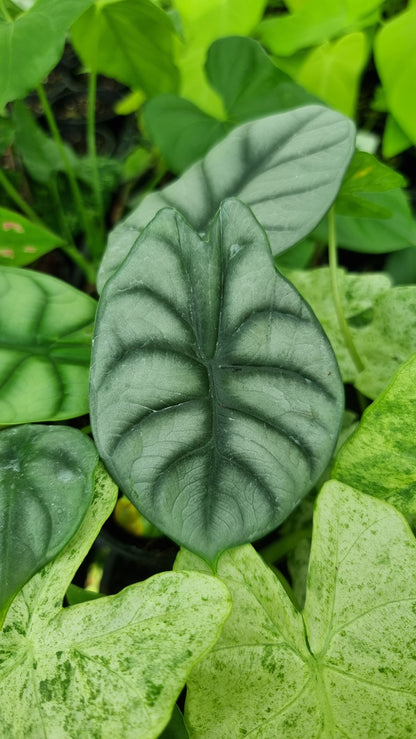 Alocasia baginda 'Silver Dragon'