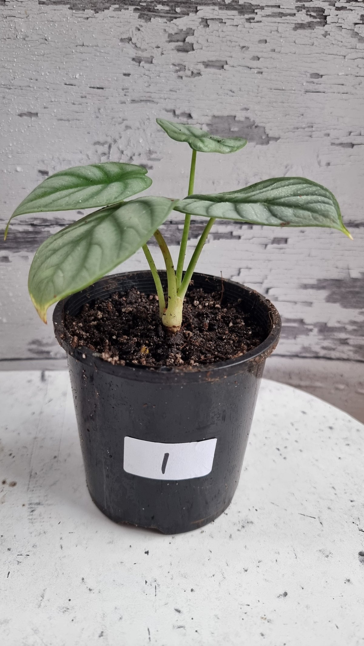 Alocasia baginda 'Silver Dragon'
