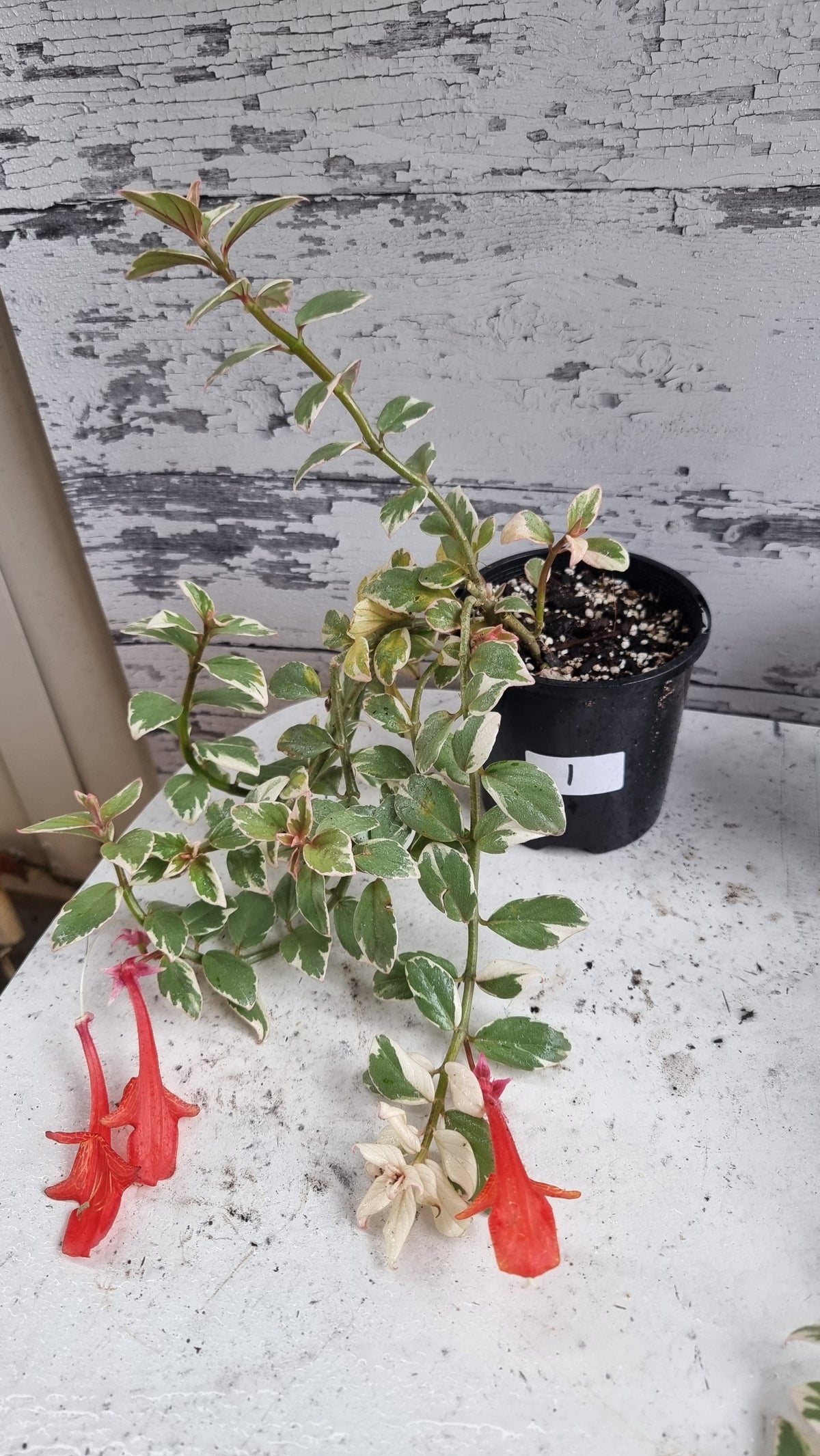 Columnea hirta variegata - 金鱼植物