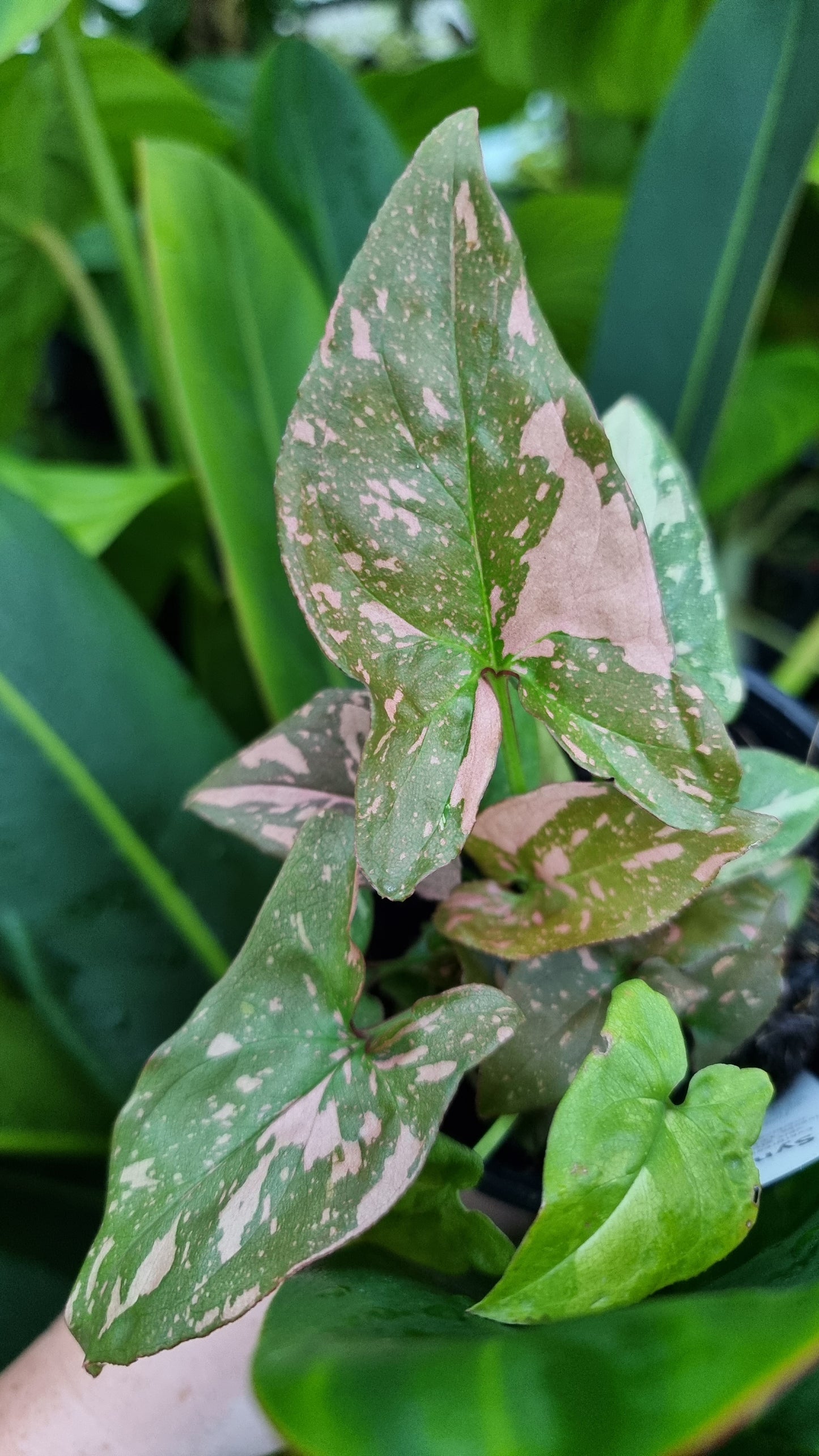 Syngonium podophyllum 'Red Spot' - Arrowhead Plant