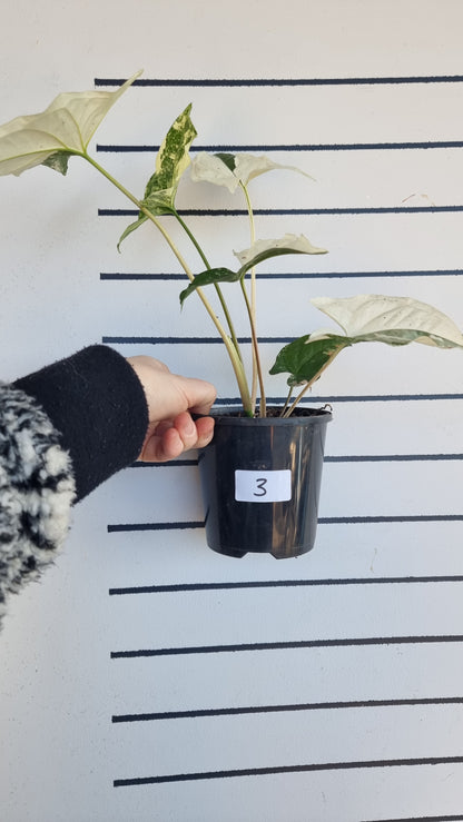 Syngonium podophyllum 'Fantasy' - Variegated Arrowhead Plant