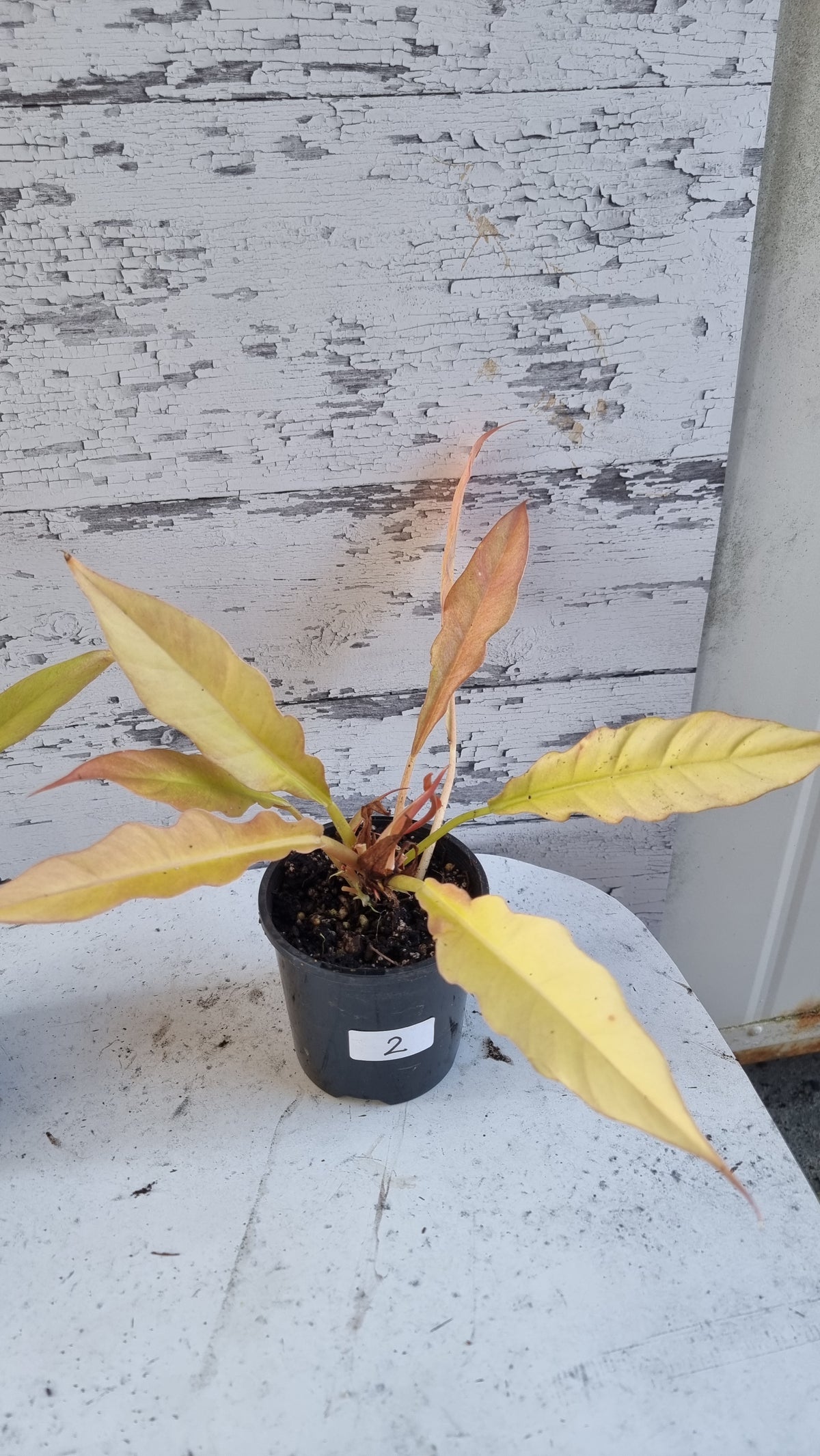 Philodendron 'Golden Ring of Fire'