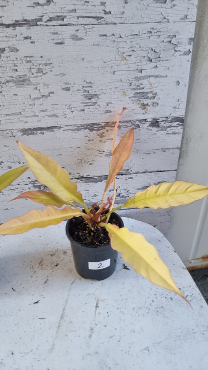 Philodendron 'Golden Ring of Fire'