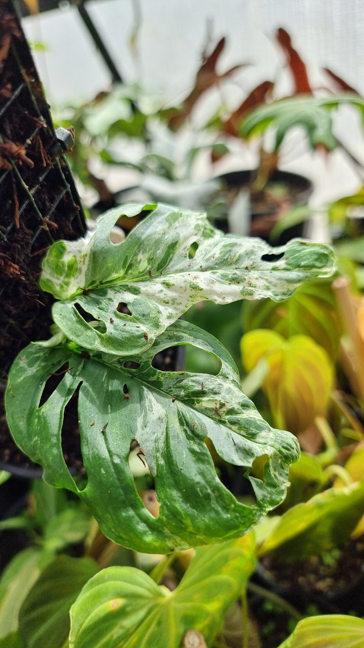 Monstera adansonii 'Monkey Mask' variegata 'Mint'