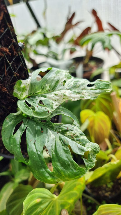 Monstera adansonii 'Monkey Mask' variegata 'Mint'