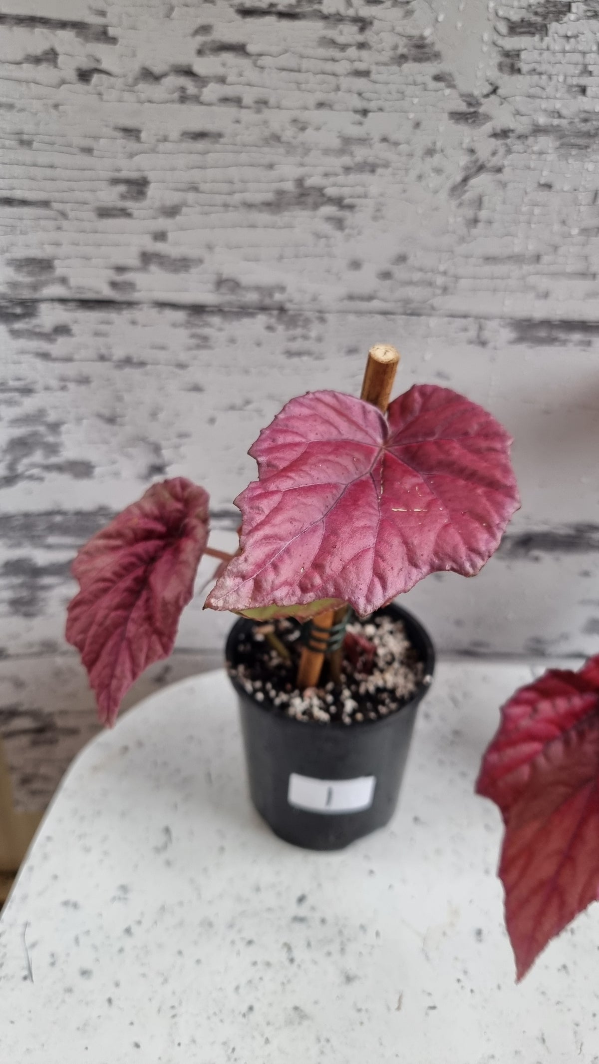 Begonia 'Indian Summer'