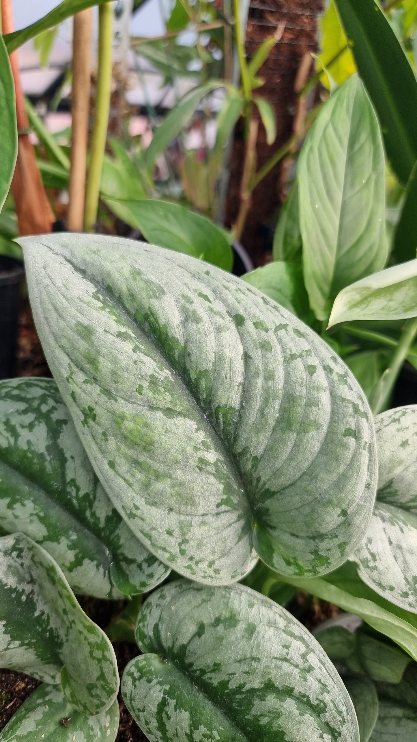 Scindapsus pictus 'Exotica' - Satin Pothos (Non-TC)