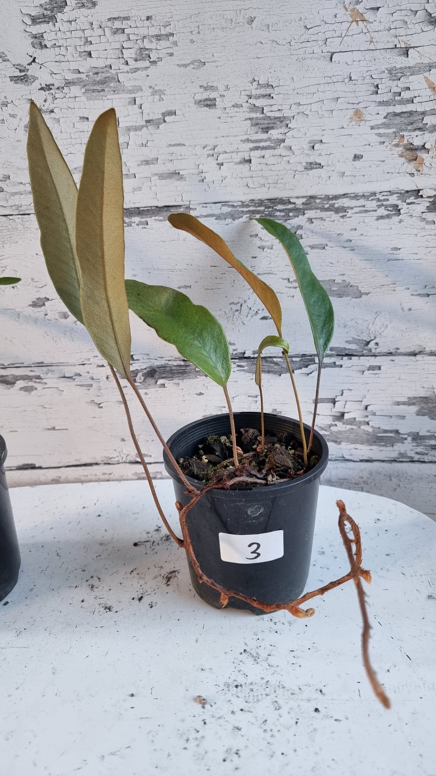 Pyrrosia lingua - Japanese Felt Fern