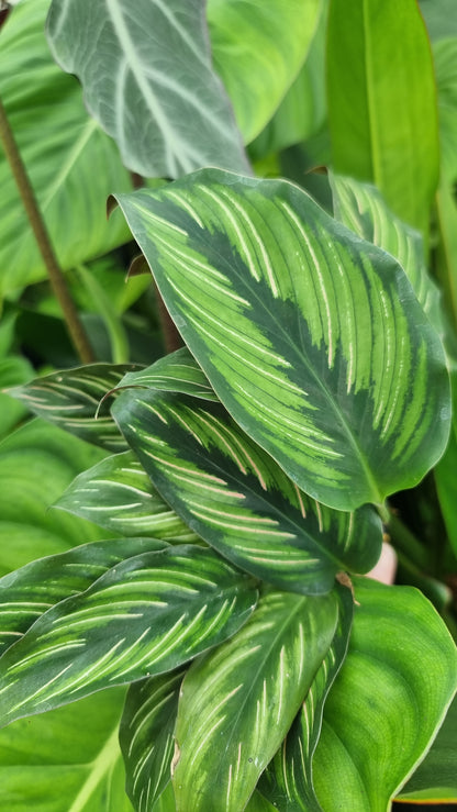 Goeppertia (Calathea) ‘美丽之星’ - 彩虹细条纹植物