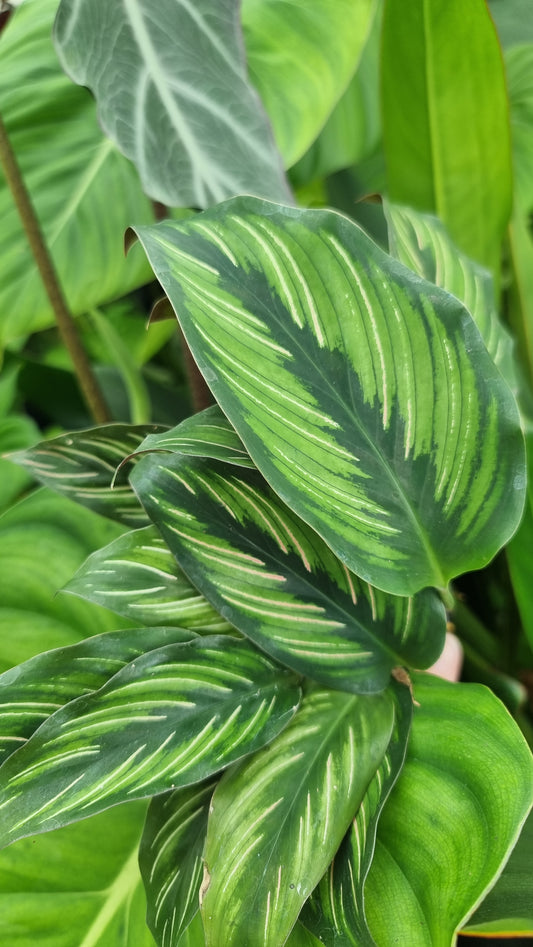 Goeppertia (Calathea) ‘Beauty Star’ - Rainbow Pinstripe Plant