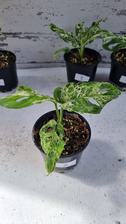 Monstera adansonii 'Monkey Mask' variegata 'Mint'