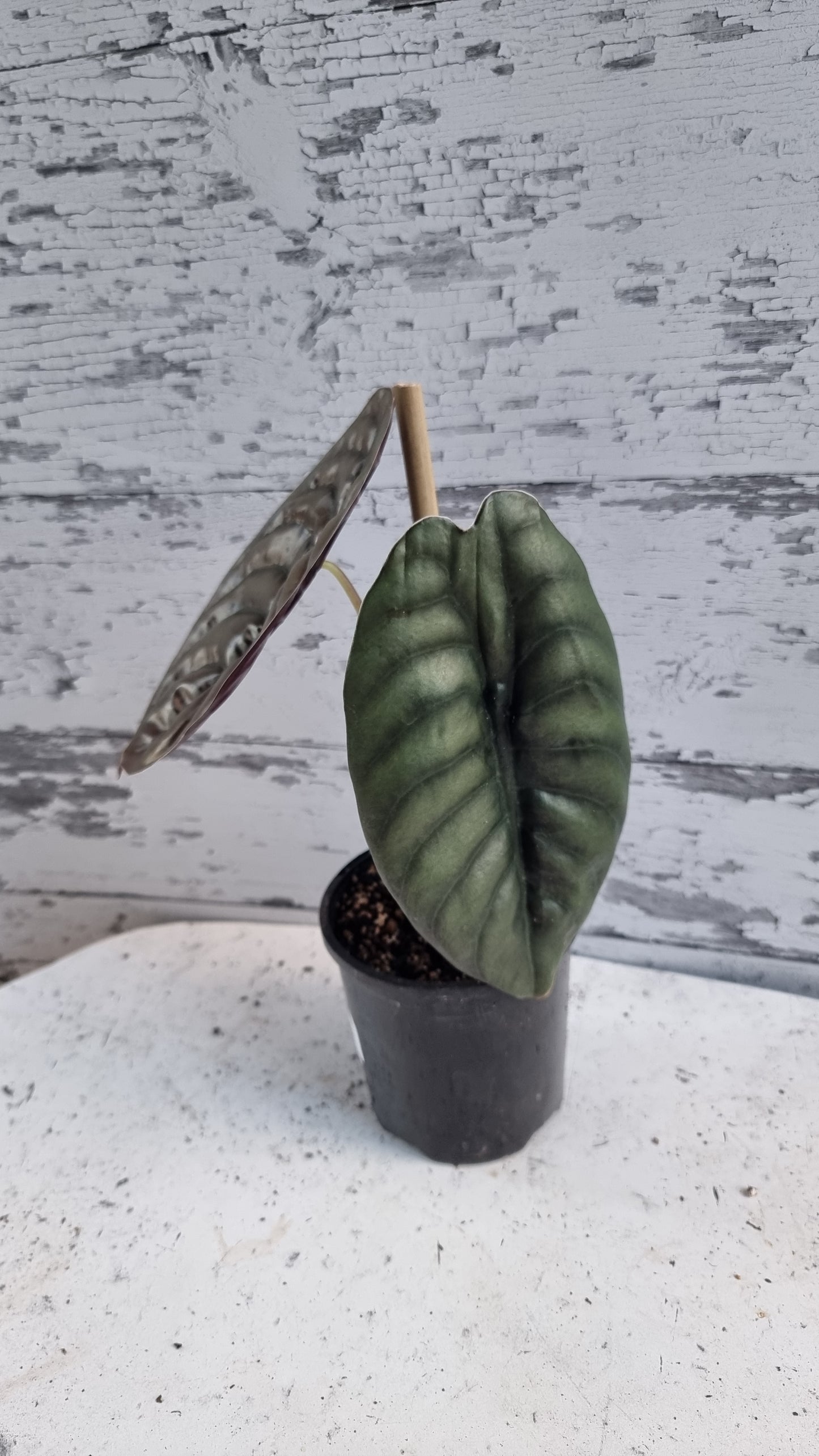 Alocasia cuprea ‘Red Secret’ - Mirror plant, Elephant ear.