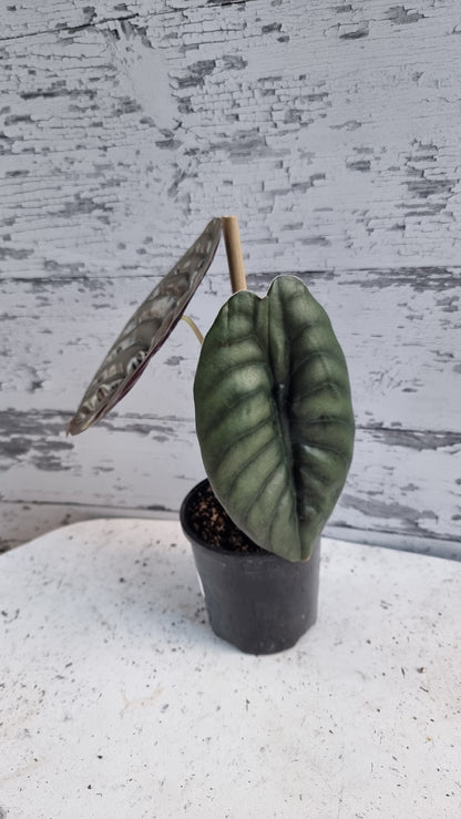 Alocasia cuprea ‘Red Secret’ - Mirror plant, Elephant ear.