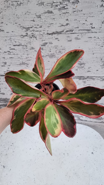 Peperomia clusiifolia tricolour - Variegated