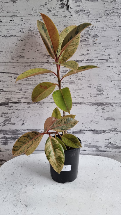 Ficus elastica ‘Shivereana’ - Rubber Plant