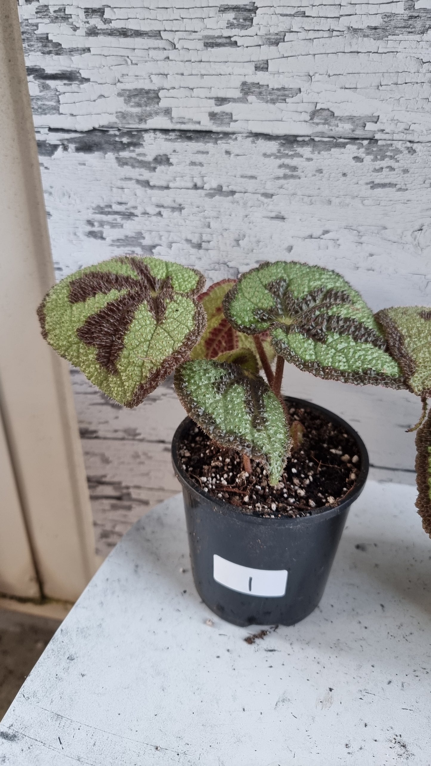 Begonia masoniana 'Rock'