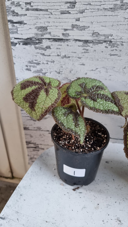 Begonia masoniana 'Rock'