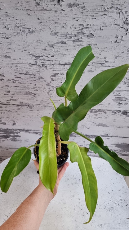 Philodendron bipennifolium - Horse Head Plant