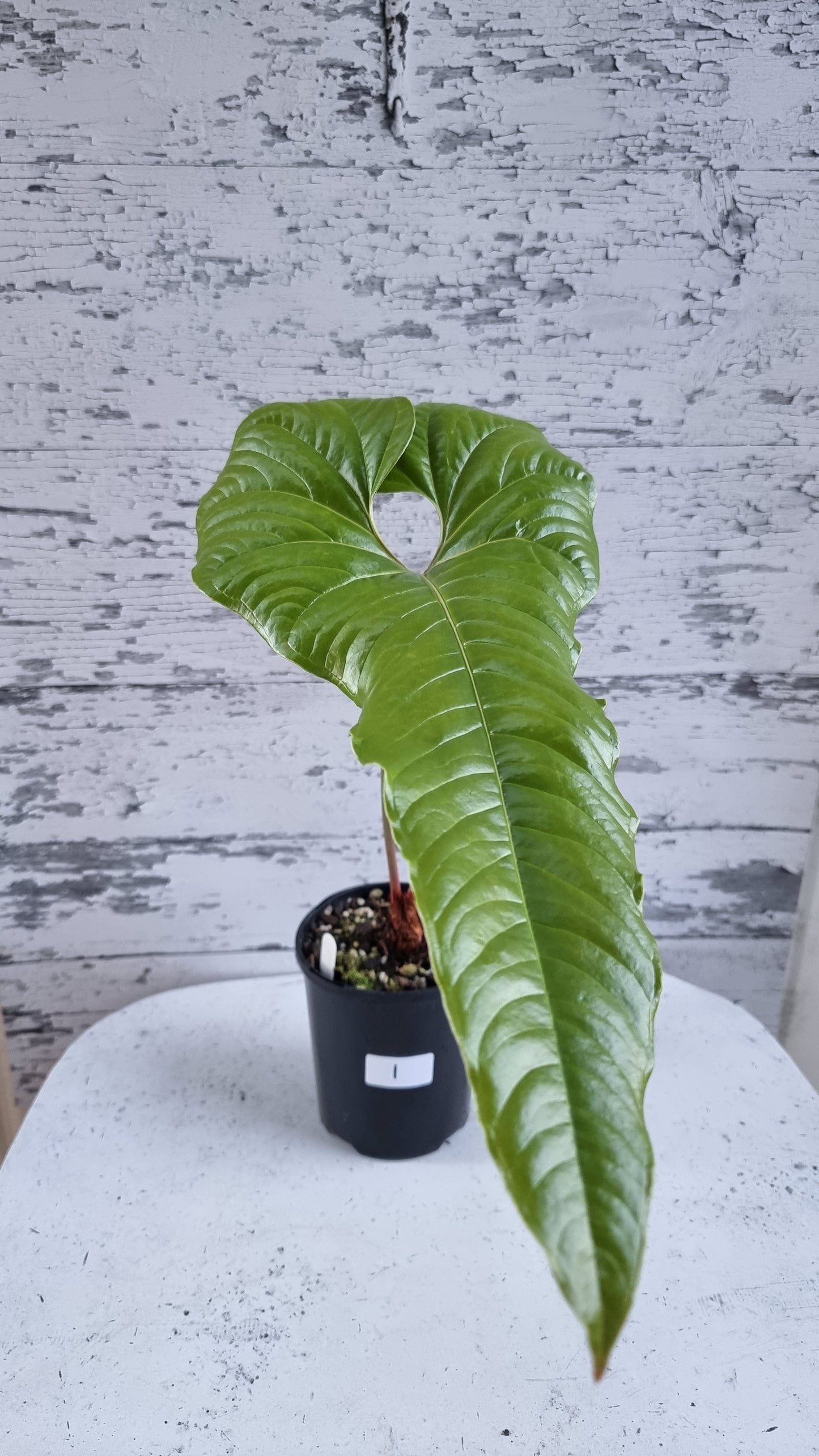 Anthurium ivanportillae - Tropical Aroid