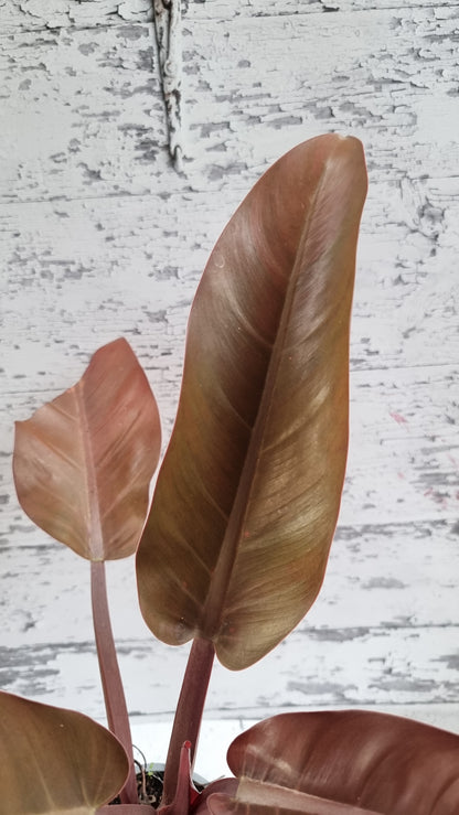 Philodendron erubescens 'Imperial Orange Mutant'