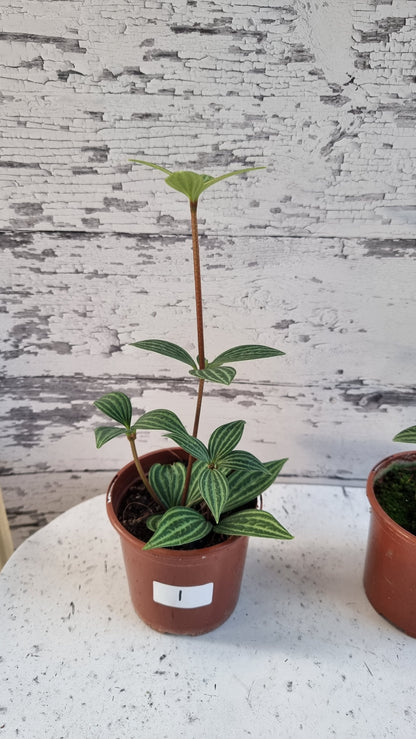 Peperomia tetragona - Parallel Peperomia