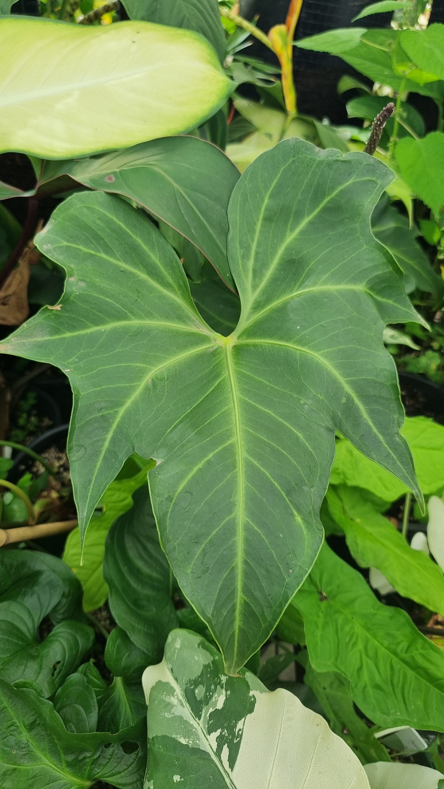 Anthurium macrolobium