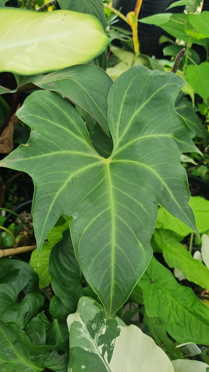 Anthurium macrolobium
