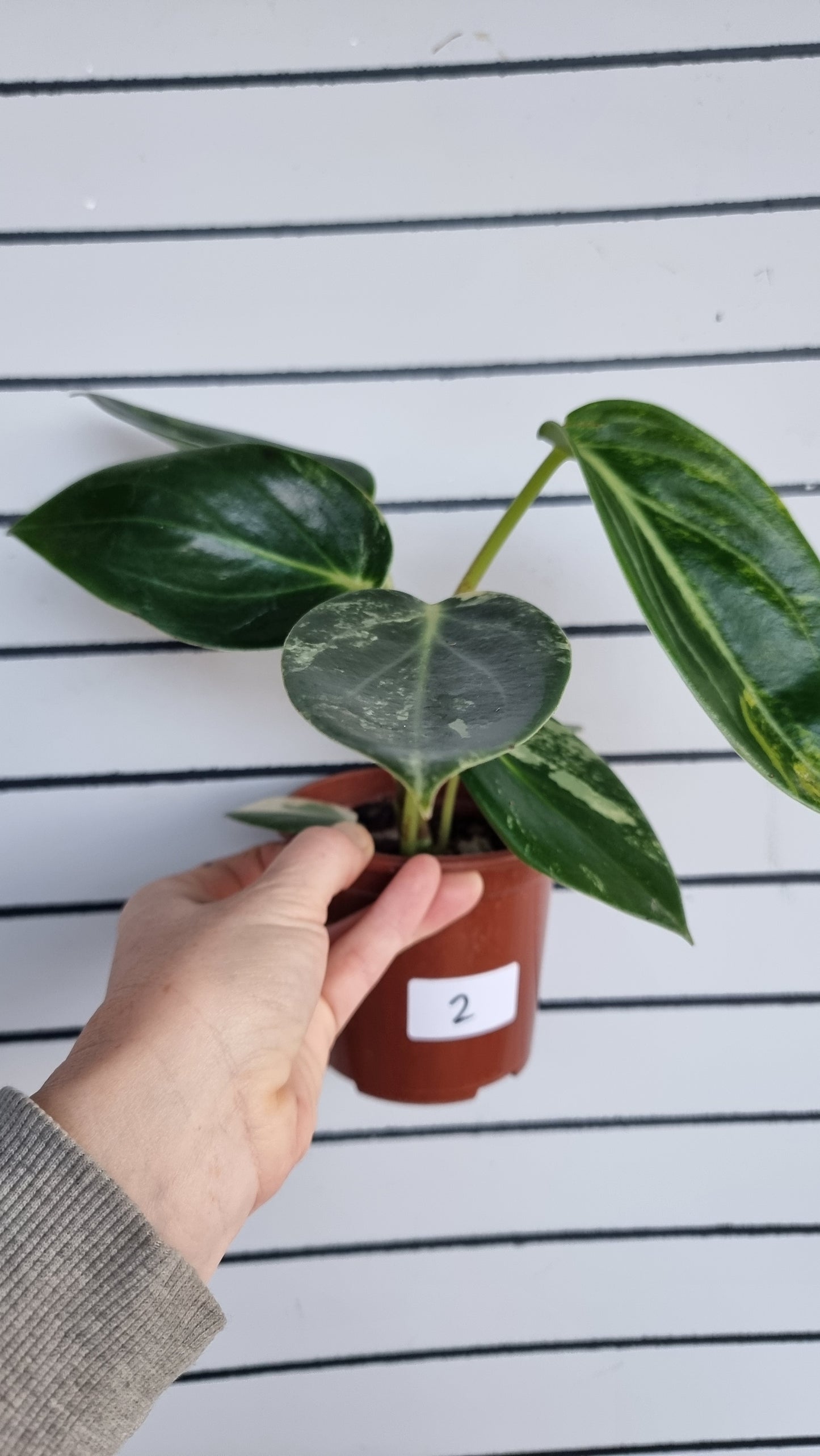 Peperomia maculosa 'Xiang Cao' variegata - Variegated Radiator Plant