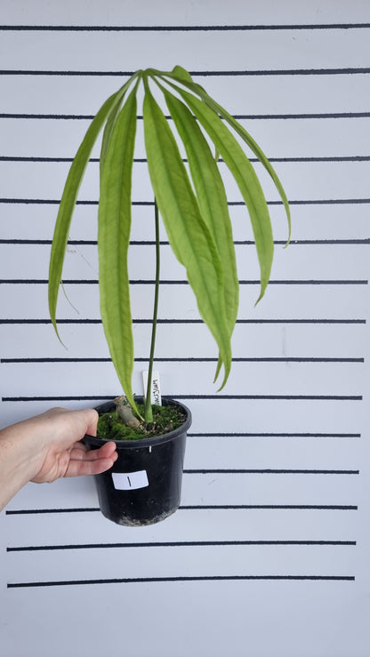 Anthurium polydactylum - Tropical Aroid