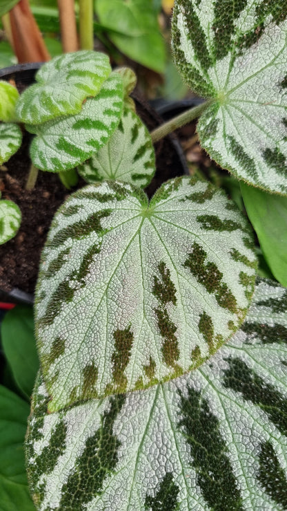 Begonia x ‘Silver Jewel'