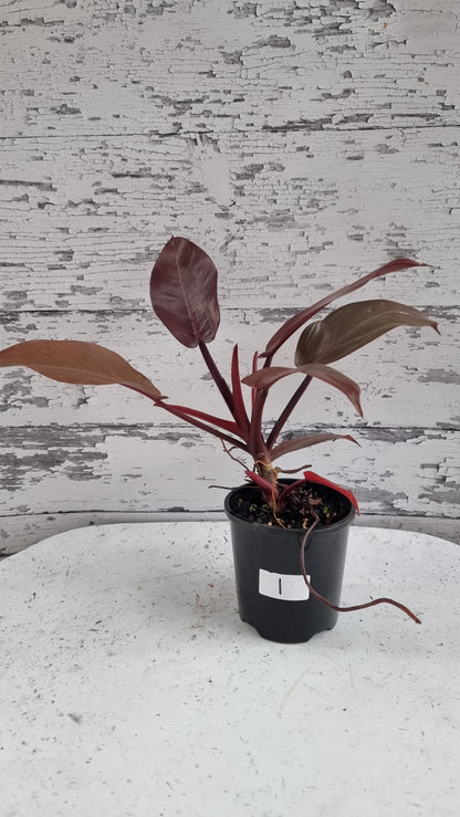 Philodendron erubescens 'Black Cardinal'