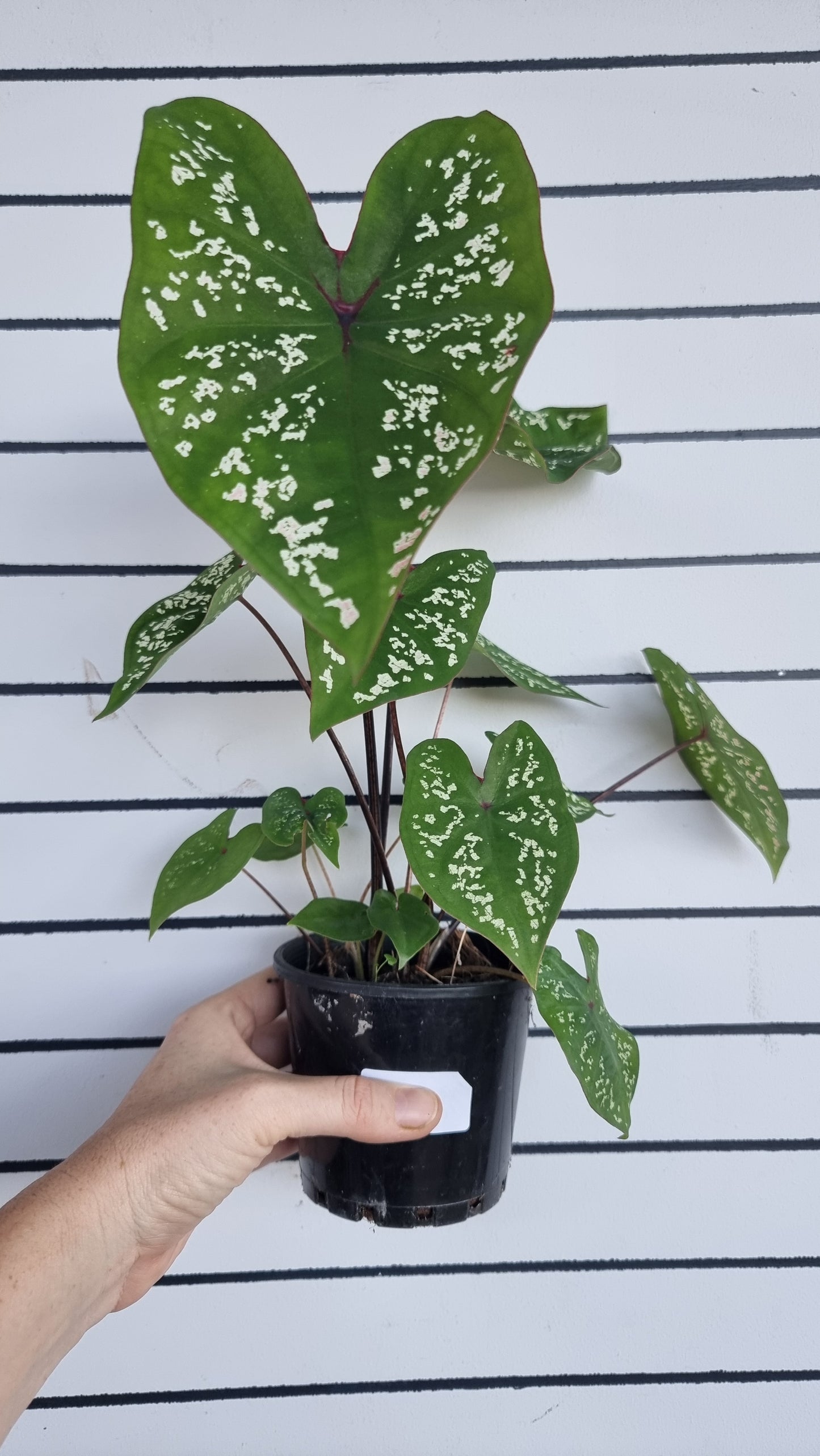 Caladium bicolour 'Pink Jade'