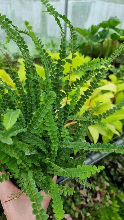 Nephrolepis cordifolia ‘Duffii’ - Lemon Button Fern Root'd Plants 