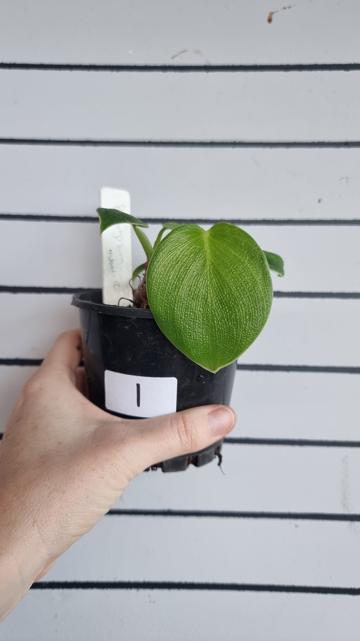 Philodendron rugosum - 猪皮植物