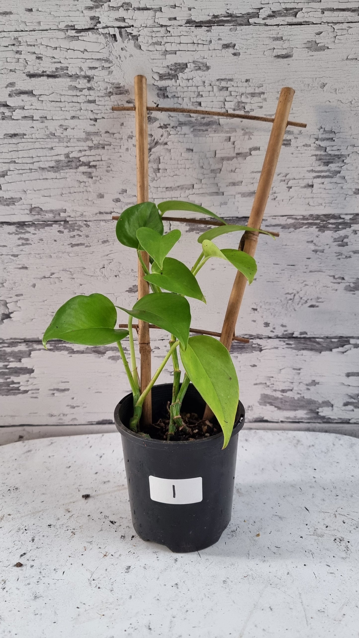 Epipremnum aureum - Devils ivy