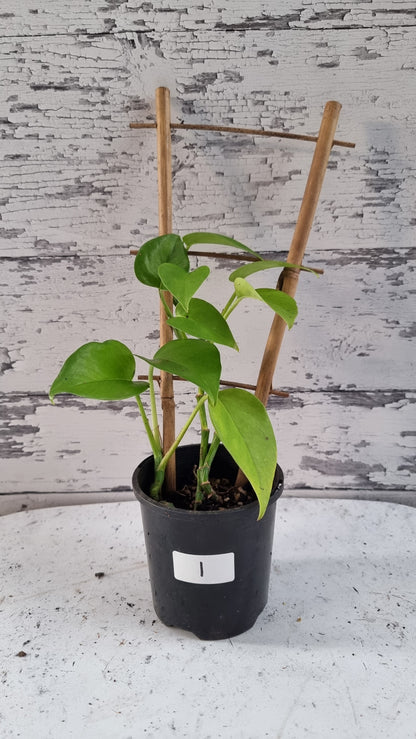 Epipremnum aureum - Devils ivy