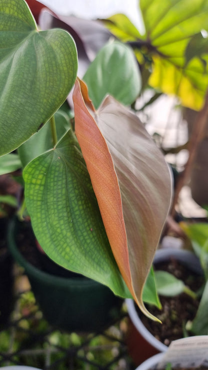 Philodendron lynamii - Climbing Aroid