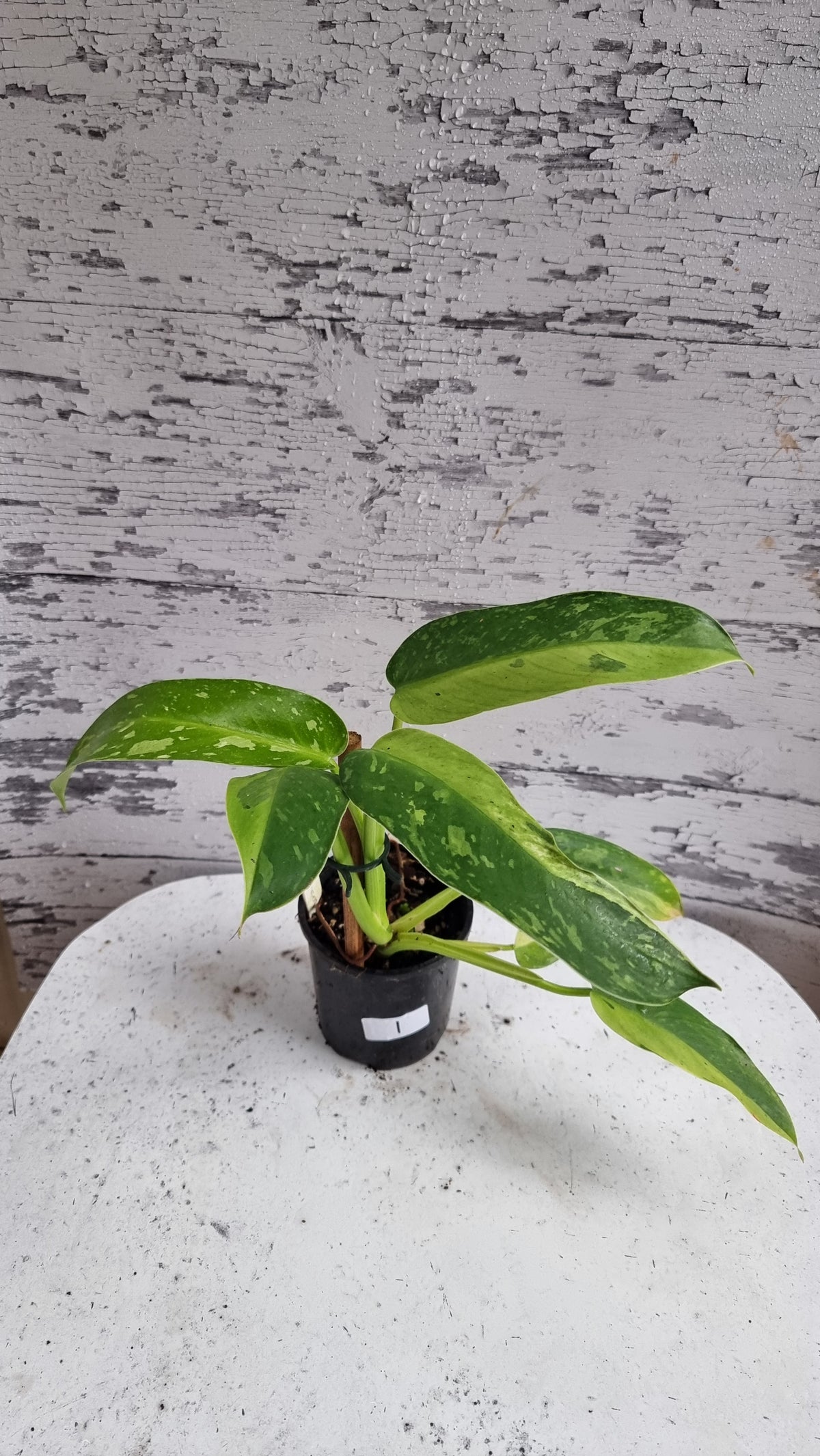 Philodendron 'Jose Buono'