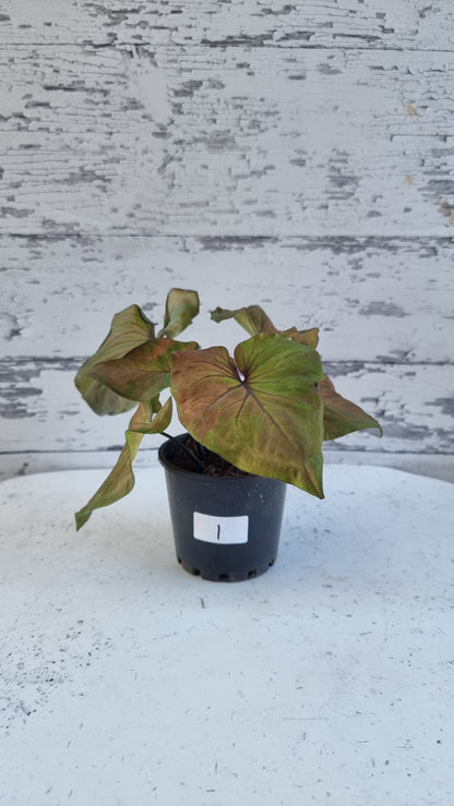 Caladium bicolour 'Black Night'