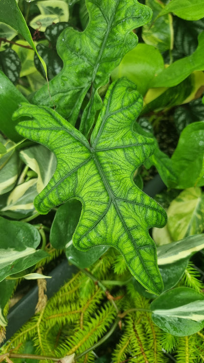 Alocasia 'Jacklyn' (likely Alocasia tandurusa)