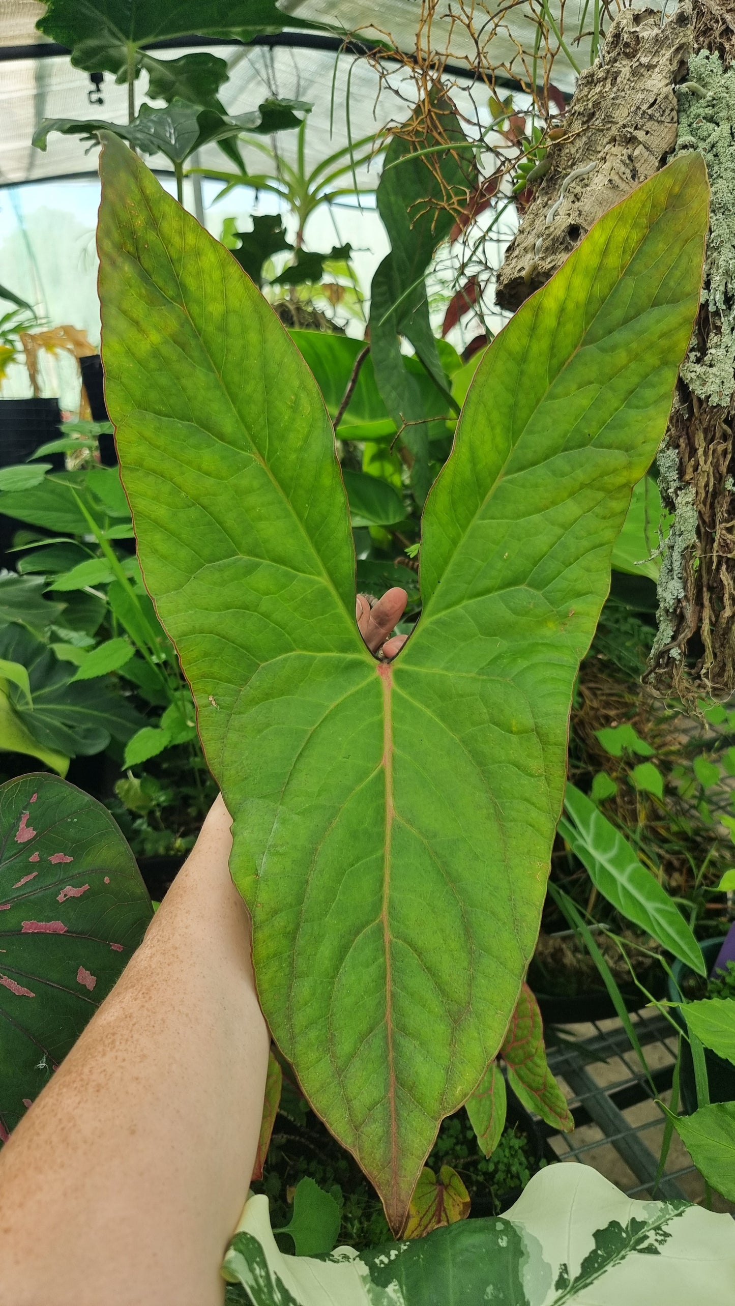 Cyrtosperma johnstonii