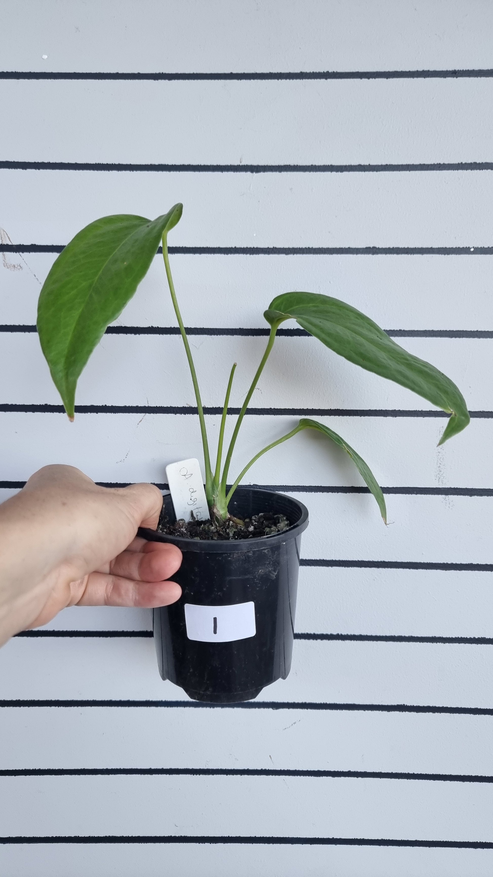anthurium digitatum Anthurium digitatum