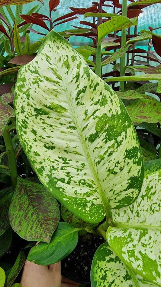 Dieffenbachia 'Amy' - Dumb Cane