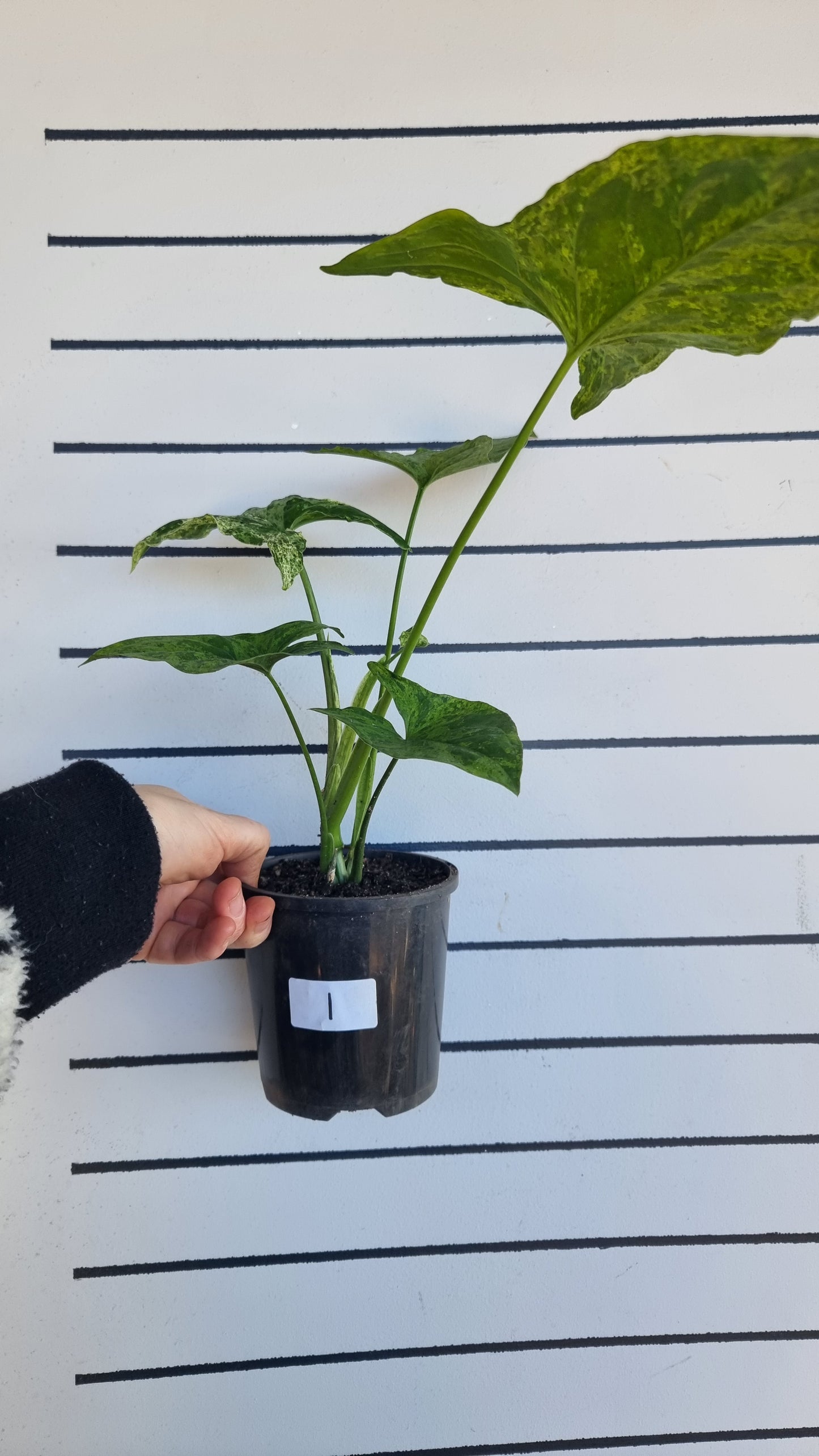 Syngium podophyllum 'Mojito' - 箭頭植物
