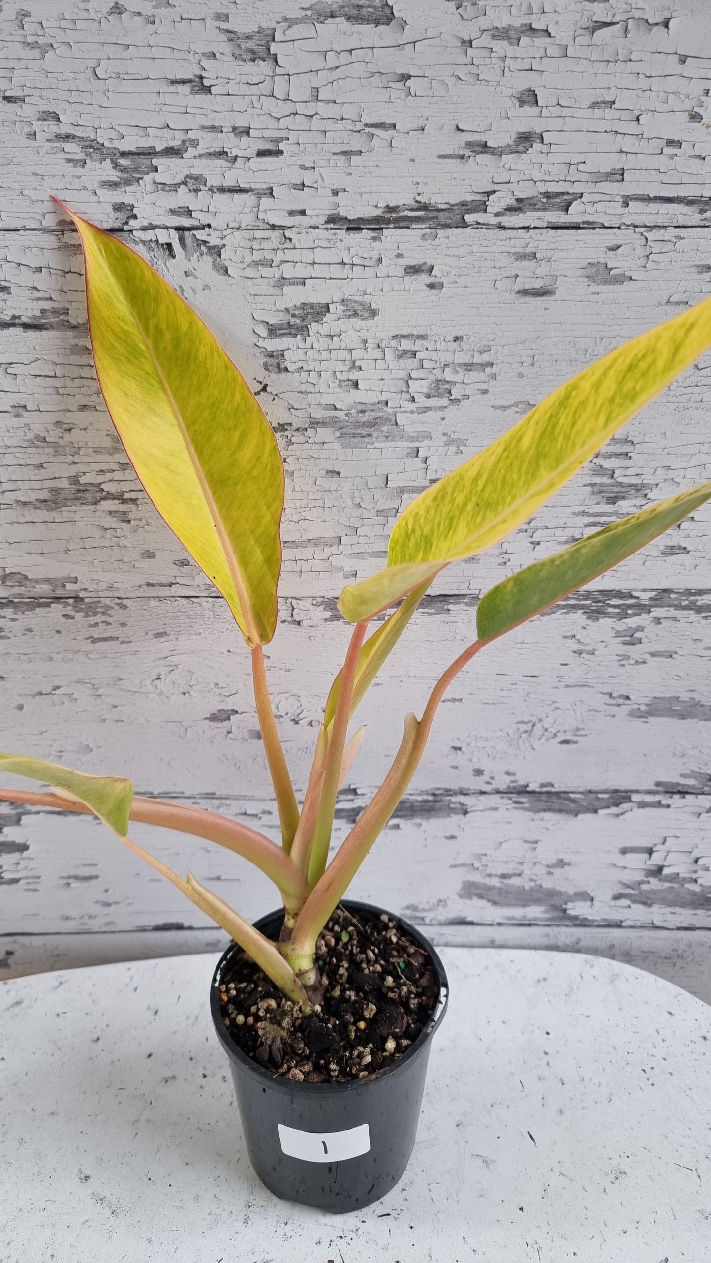 Philodendron 'Calkins Gold'
