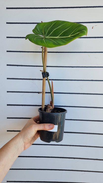 Philodendron gloriosum（深色/白色靜脈）