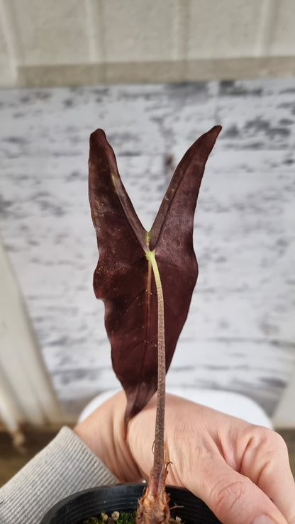 Alocasia longiloba 'Denudata' purple - Non TC
